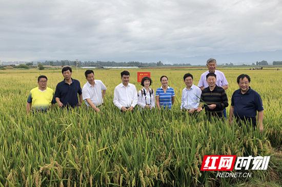 湖南省农业科学院专家在水稻实验田内。