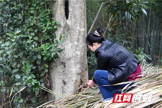 这棵被竹林环抱的大树枝繁叶茂、郁郁葱葱，树高12米，胸径62厘米，冠幅9米。