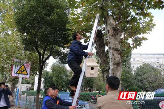 众人合力,给小鸟安个家。