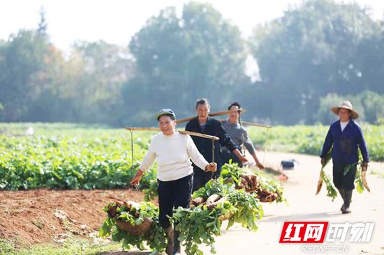 衡阳力丰农业发展有限公司旗下合作社利用萝卜产业进行扶贫，帮扶当地贫困户581人参与种植。