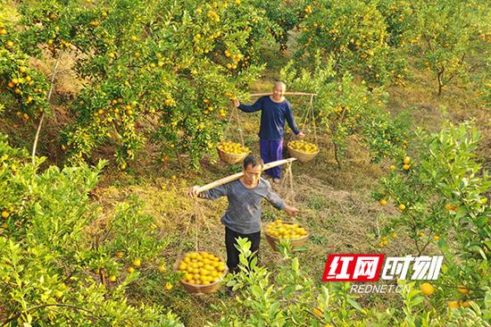 村民们挑着满满一箩筐皇帝柑乐滋滋地下了山。