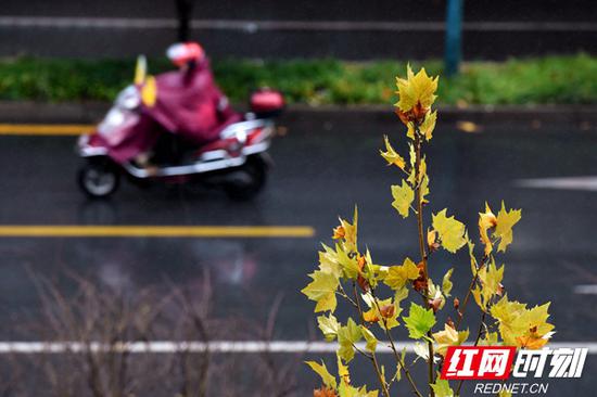 风雨交加，气温大幅下降，树叶枯黄，人们出行都是“全副武装”。