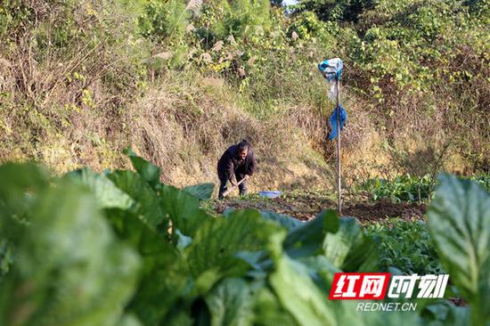 蒋艮凤在菜地里。