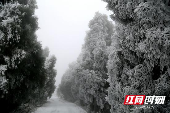 12月8日，怀化洪江市雪峰山国家森林迎来今冬首场降雪。