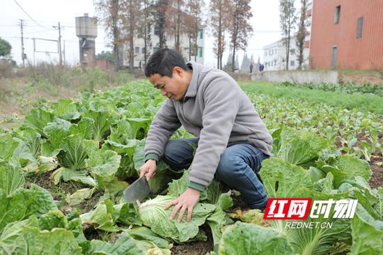 陈远跃明年计划把这1亩田支起大棚，搞起大棚蔬菜。