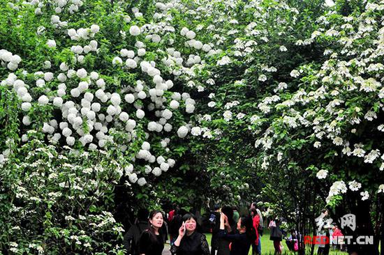 琼花为媒 长沙紫凤公园千里“联姻”牵手扬州瘦西湖