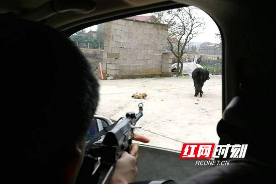 无主藏獒伤人吃鸡 常德临澧民警持枪击毙