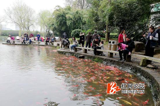 池塘中的锦鲤和池塘边的游人，这才是“柳塘观鱼”。（网友供图）