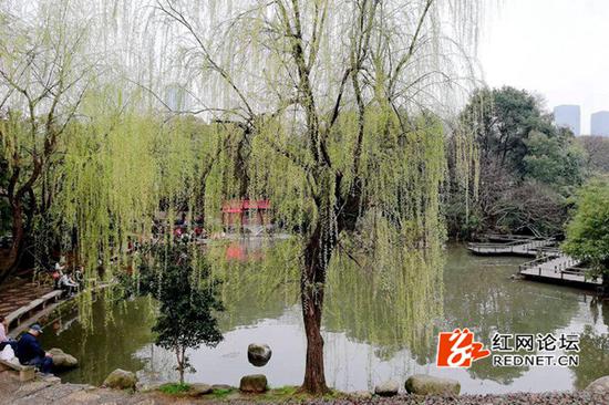 池塘岸边的垂柳也抽丝了。(网友供图)