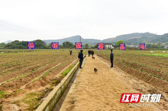 衡阳衡东县种植3000亩紫薯助农脱贫