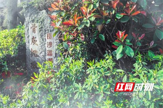 生态葬”墓地,绿树环绕,鲜花怒放。
