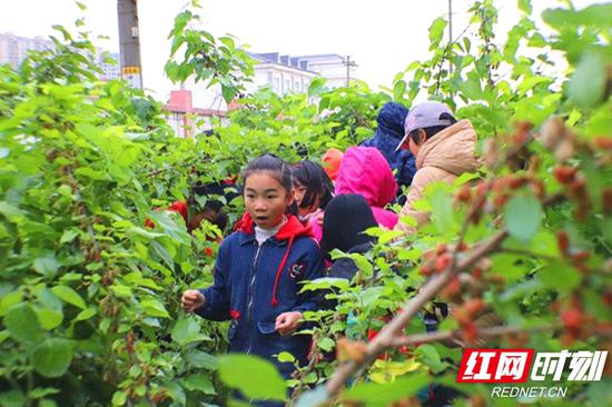 采摘桑果。资料图