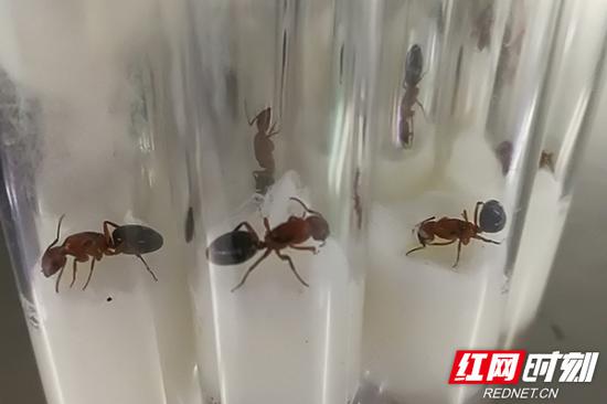 经初步鉴定,该批蚂蚁属于蚁科切叶蚁亚科收获蚁属。