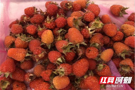 “五一”假期：大山馈赠赤橙黄绿各色野果