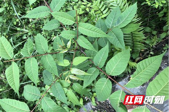 “五一”假期：大山馈赠赤橙黄绿各色野果