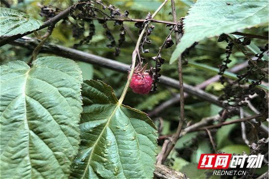 “五一”假期：大山馈赠赤橙黄绿各色野果