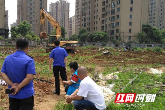 5月9日上午，挖机开进金桂小区安置建设用地，准备铲除违规菜地。