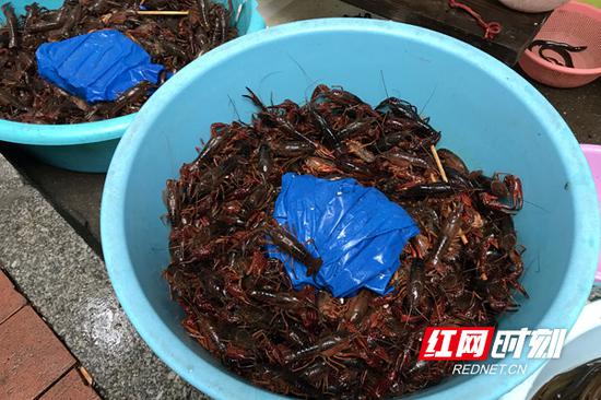 新开铺菜市场，35g/个左右小龙虾售价25元/斤。
