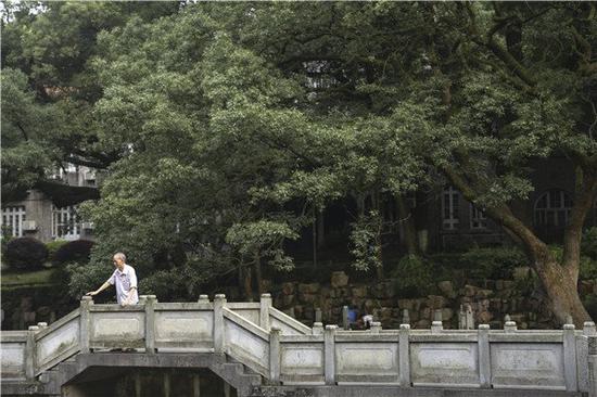 △7月6日，长沙市岳王亭景区池塘附近，老人正在桥上查看树木是否有损坏。