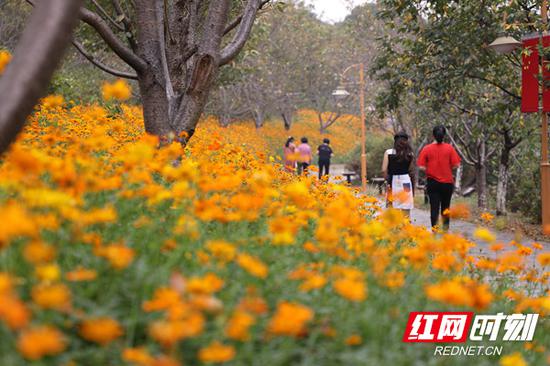  游道边盛开的硫华菊