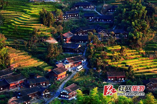 秋季紫鹊界梯田。景区供图