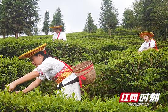 村民种植的高山茶远销广东、山东、浙江等地