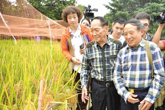 △ 10 月 22 日，湖南杂交水稻研究中心本部试验基地，袁隆平院士（中）带领水稻专家在试验田观摩。图 / 记者谢长贵