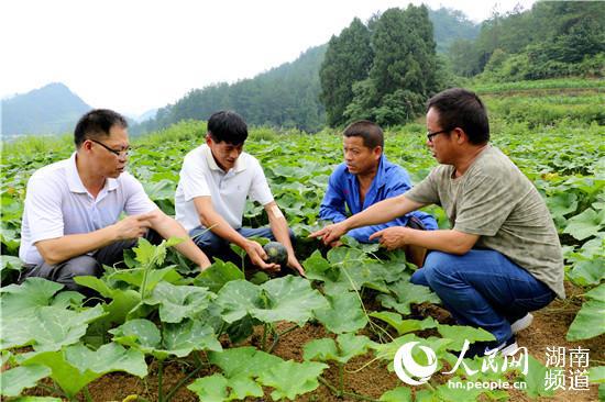  科技特派员指导农户种植新品南瓜。（中共永顺县委组织部供图）