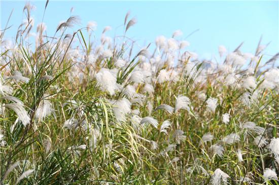 秋意浓浓 江滩公园芦花盛开
