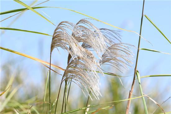 秋意浓浓 江滩公园芦花盛开
