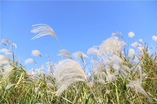 秋意浓浓 江滩公园芦花盛开