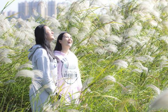 11月19日，长沙阳光灿烂，河西江滩公园里盛开的芦苇花吸引了不少市民。图/潇湘晨报采访人员 谢长贵