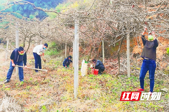 安和街道新田岭村弥猴桃合作社基地村民们抓紧生产。