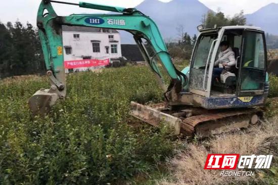 平江县林业局在林木种子种苗专项整治行动中，对查获的假冒伪劣油茶苗木进行统一销毁。