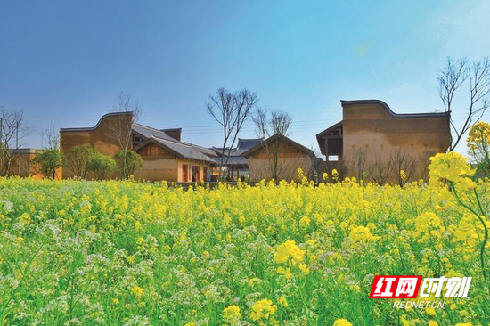 在长沙县果园镇田汉文化园附近,1200亩油菜花竞相绽放,装点着村落。章帝 摄