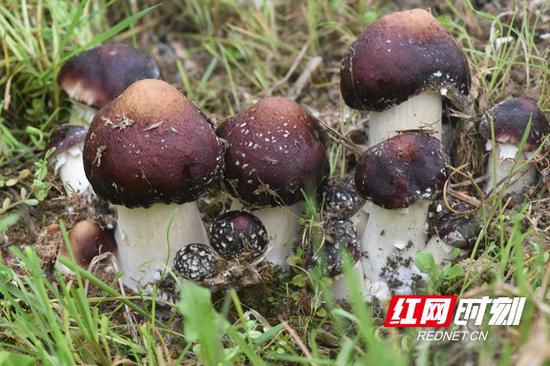 地里的赤松茸。(科普湖南在线网)
