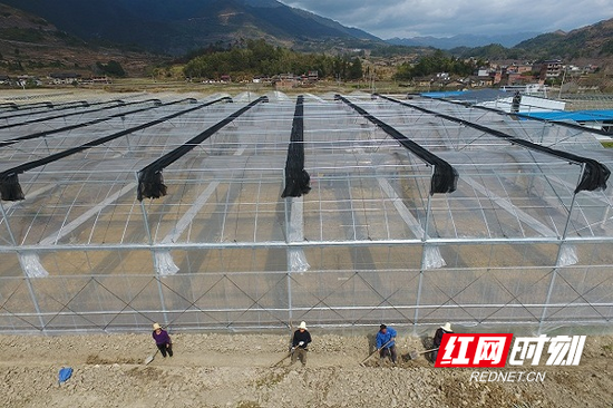 蔬菜基地新搭建的大棚。