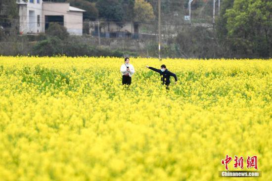  3月16日，湖南省长沙市含浦街道附近的千亩油菜花海正值盛花期，吸引游人前来观赏。中新社记者 杨华峰 摄