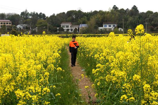 3月16日，一名男孩在长沙市望城区茶亭镇的油菜花田里游玩。 新华社发（陈振海 摄）