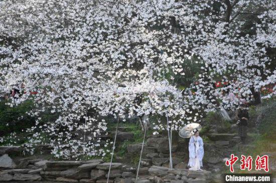 &nbsp;一位游人着古装站在樱花树下。　杨华峰　摄