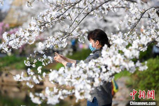 &nbsp;游人拍摄樱花。　杨华峰 摄
