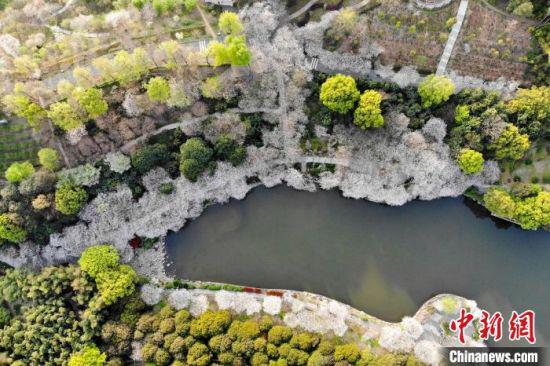 &nbsp;湖边的三千余株樱花盛开似春雪。　杨华峰 摄