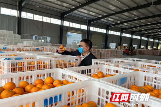 舒兴华的仓库里储藏的橙子。(图片由受访者提供)