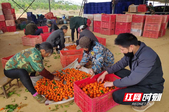 　　电商企业到基地收货。