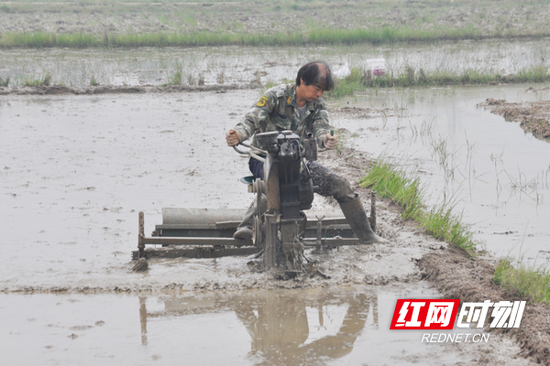 农机手在翻耕秧田。