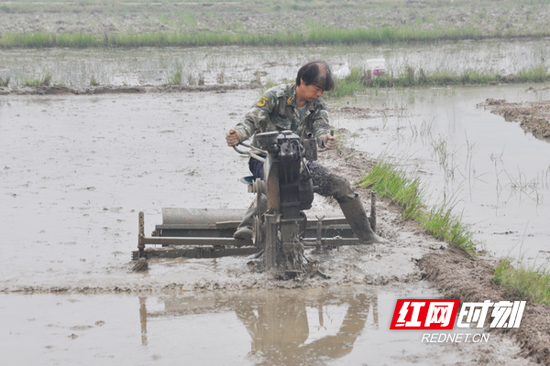  农机手在翻耕秧田。