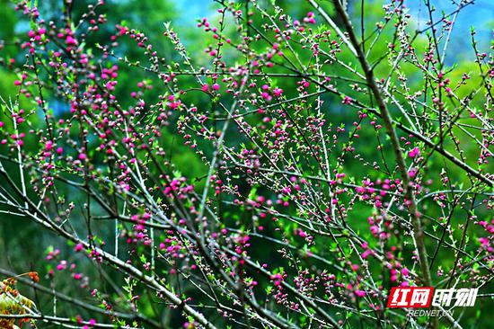 桃花新蕾。