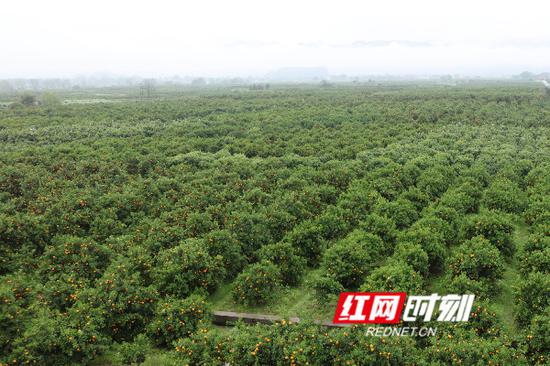 江永县向光村夏橙基地。