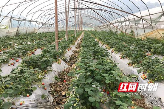 太阳村草莓种植基地。