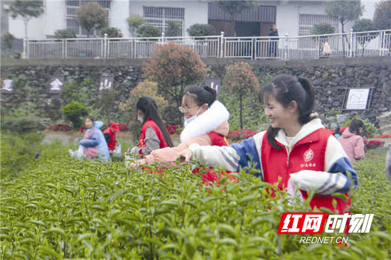 茶园中一抹靓丽的“志愿红”。李向 摄